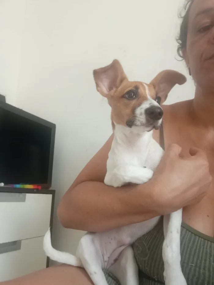 Cachorro ra a SRD-ViraLata idade 2 a 6 meses nome Brisa