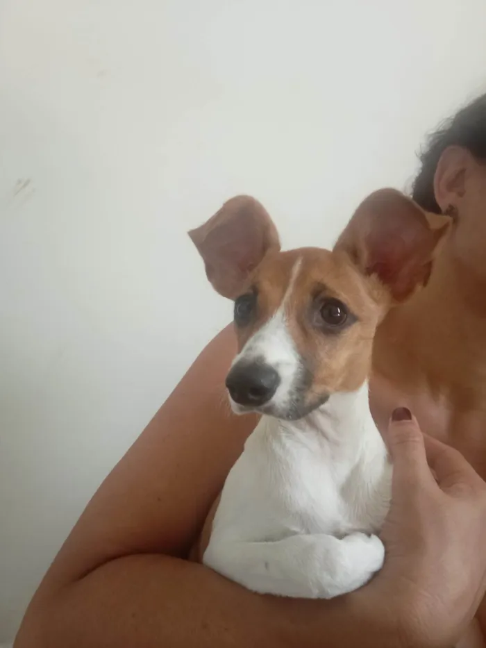 Cachorro ra a SRD-ViraLata idade 2 a 6 meses nome Brisa