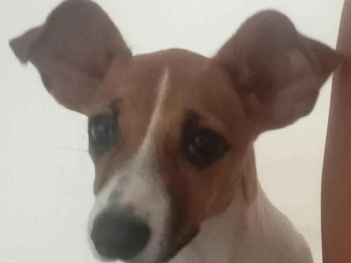 Cachorro ra a SRD-ViraLata idade 2 a 6 meses nome Brisa