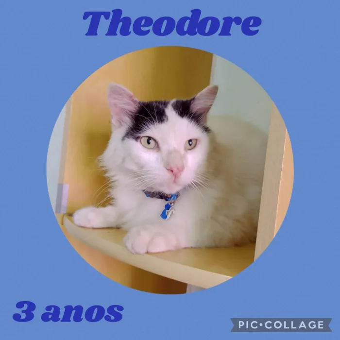 Gato ra a  idade 3 anos nome Theodore