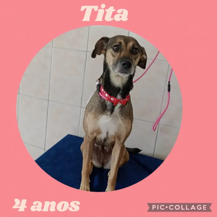 Cachorro ra a  idade 4 anos nome Tita