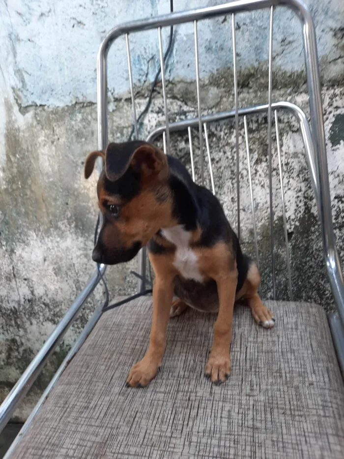 Cachorro ra a SRD idade 2 a 6 meses nome Sem nome