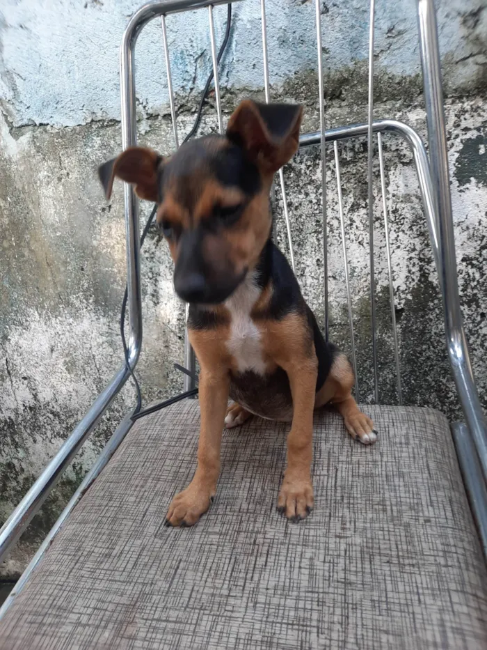 Cachorro ra a SRD idade 2 a 6 meses nome Sem nome