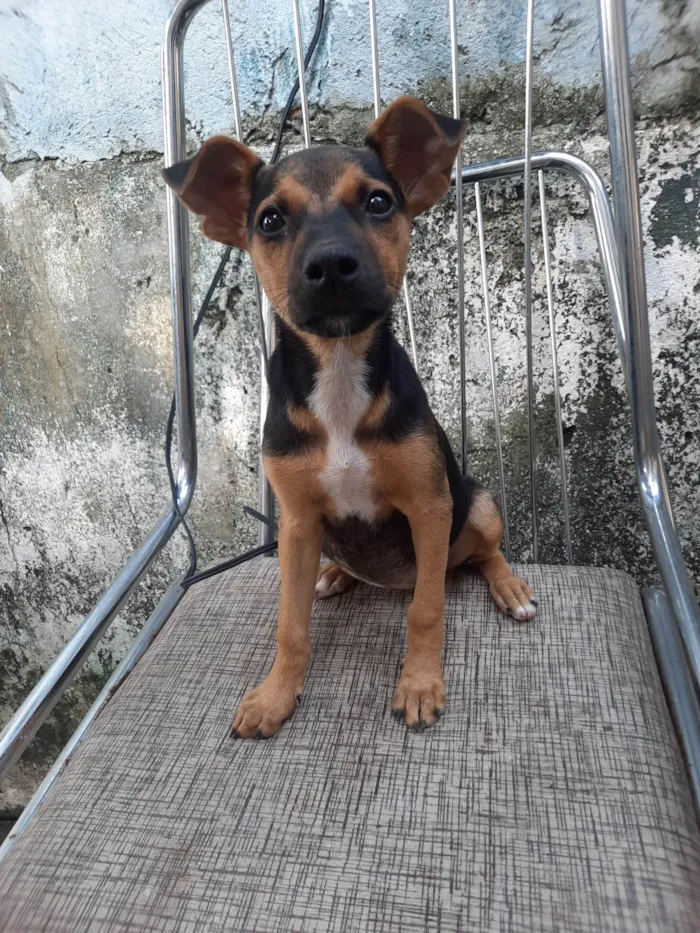 Cachorro ra a SRD idade 2 a 6 meses nome Sem nome