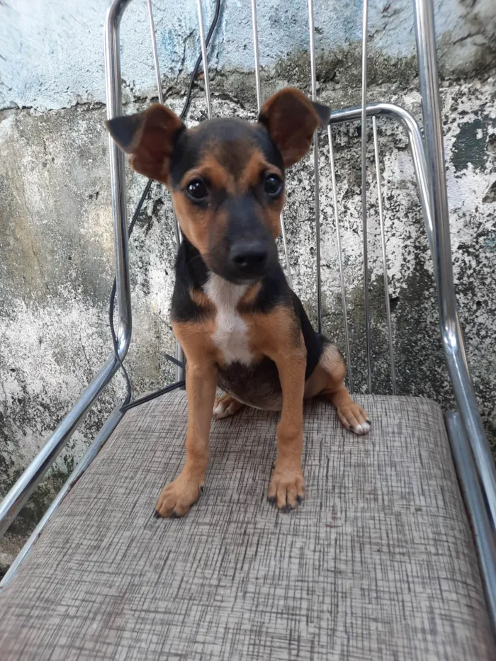 Cachorro ra a SRD idade 2 a 6 meses nome Sem nome