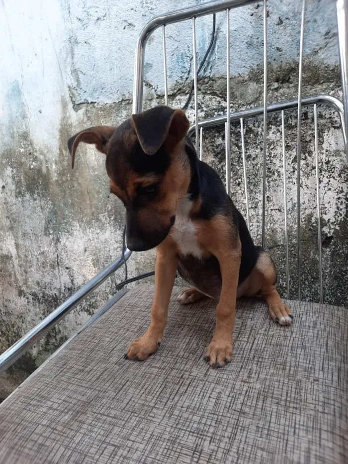 Cachorro ra a SRD idade 2 a 6 meses nome Sem nome