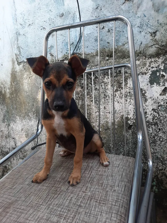 Cachorro ra a SRD idade 2 a 6 meses nome Sem nome