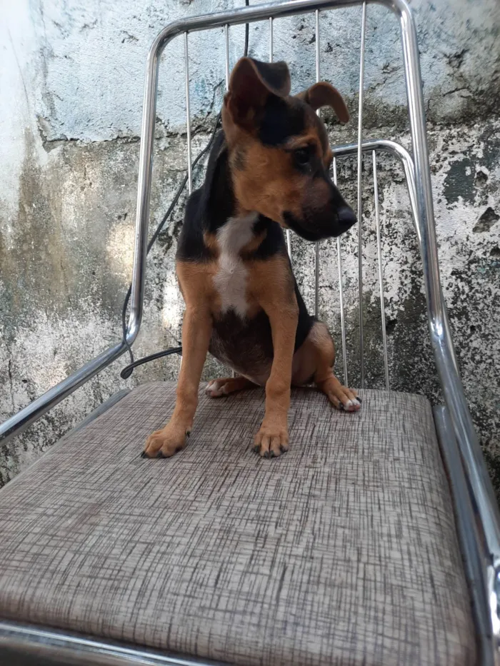 Cachorro ra a SRD idade 2 a 6 meses nome Sem nome