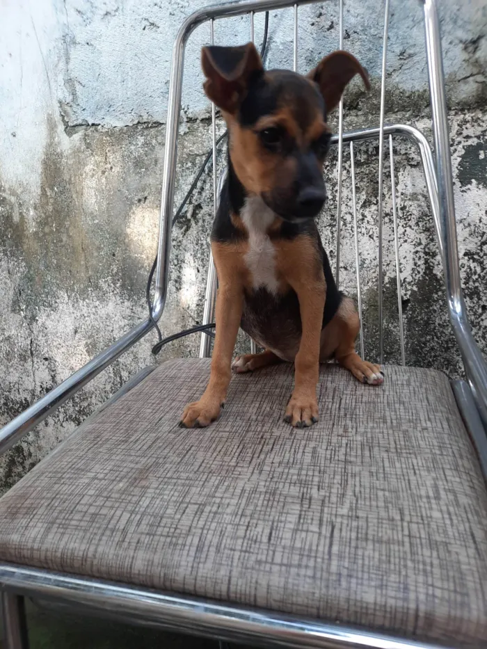 Cachorro ra a SRD idade 2 a 6 meses nome Sem nome