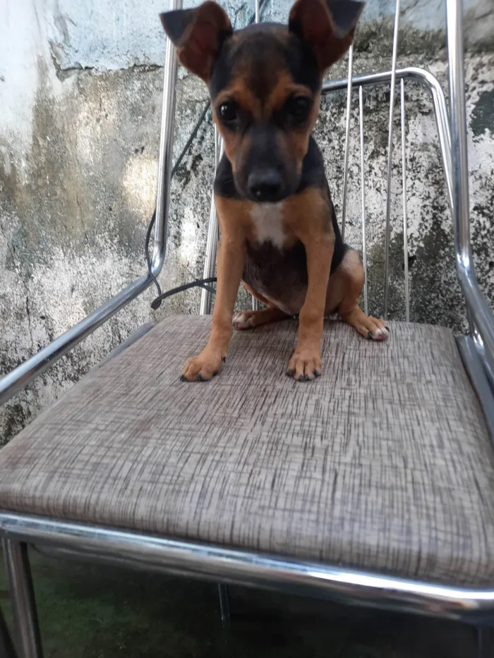 Cachorro ra a SRD idade 2 a 6 meses nome Sem nome