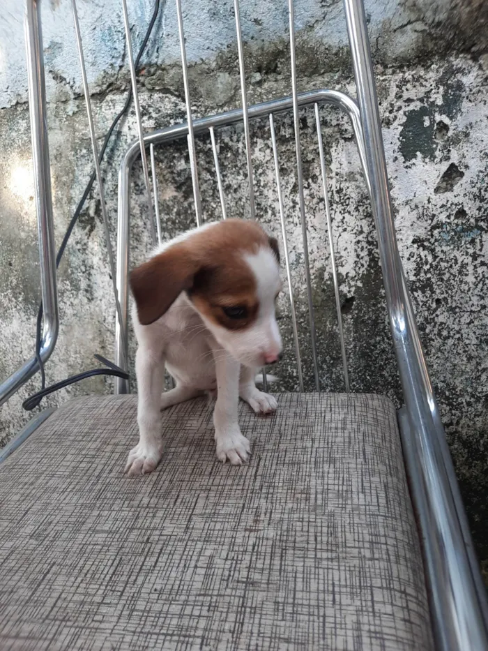 Cachorro ra a SRD idade 2 a 6 meses nome Sem nome