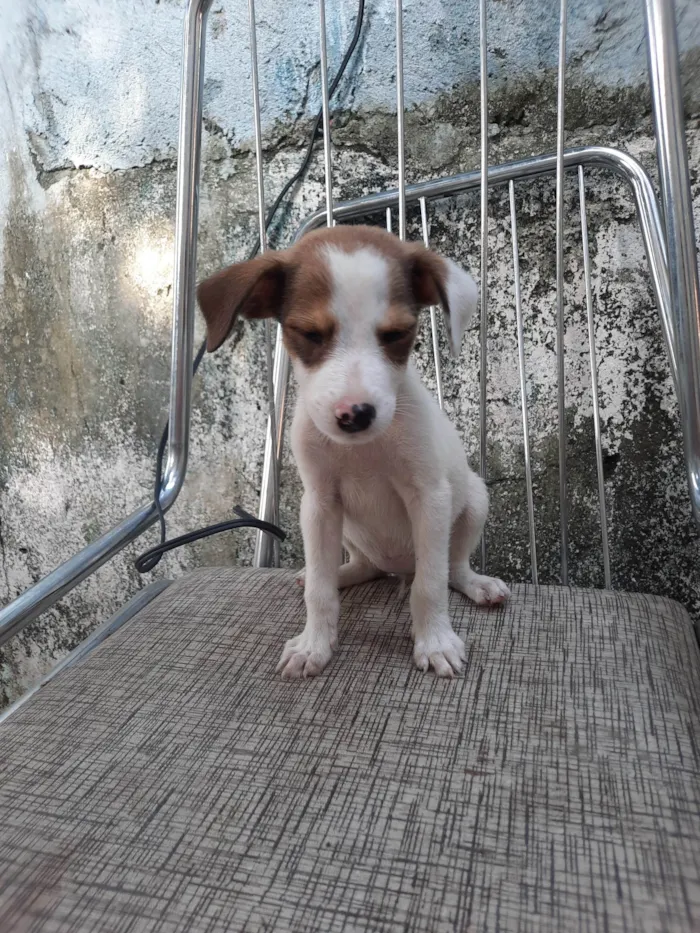 Cachorro ra a SRD idade 2 a 6 meses nome Sem nome