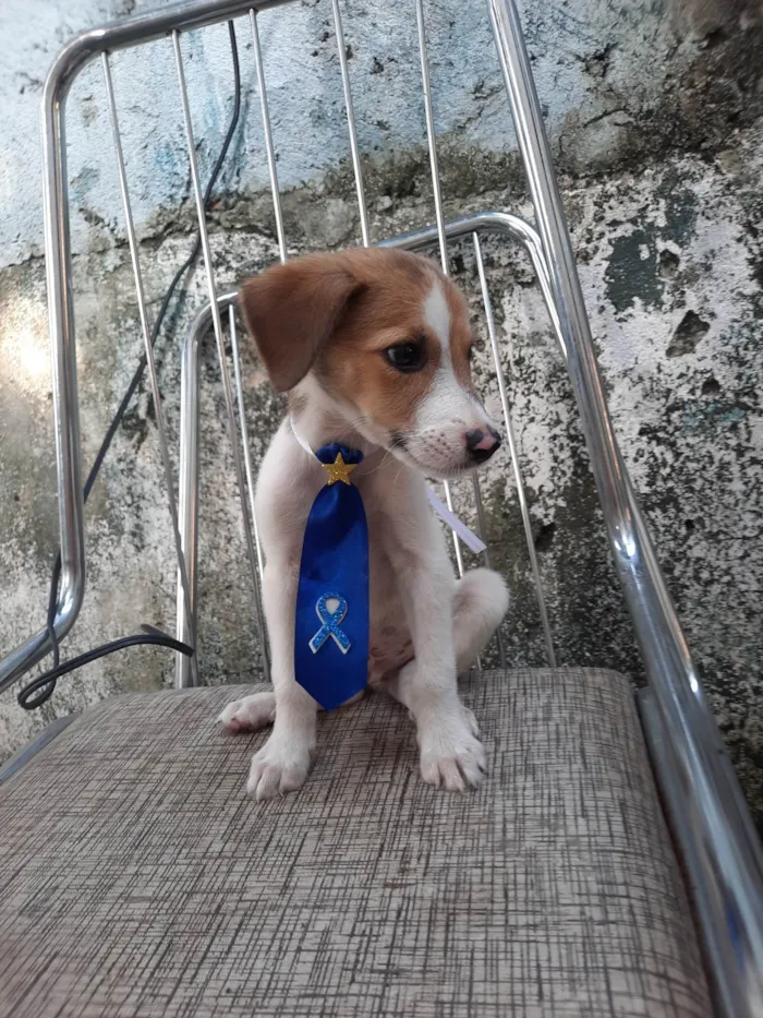 Cachorro ra a SRD idade 2 a 6 meses nome Sem nome