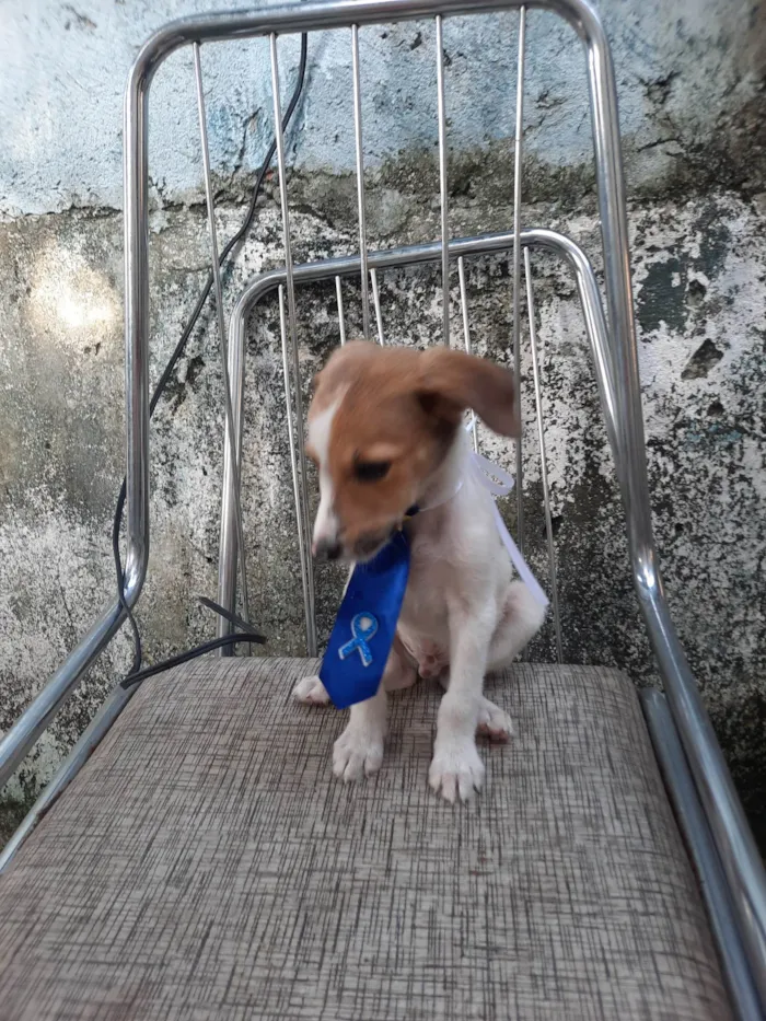 Cachorro ra a SRD idade 2 a 6 meses nome Sem nome