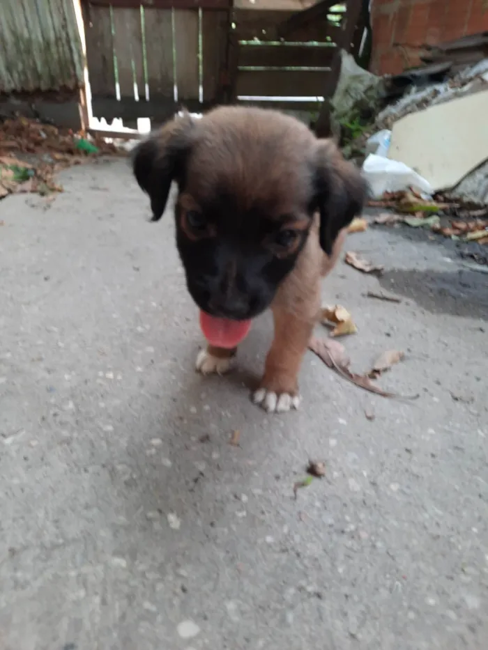 Cachorro ra a SRD idade 2 a 6 meses nome Sem nome