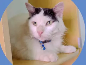 Gato raça  idade 3 anos nome Theodore