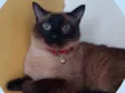 Samuel