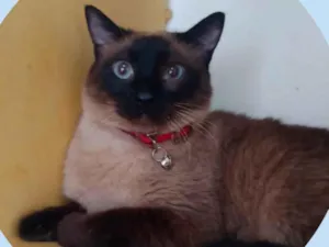 Gato raça Siames  idade 3 anos nome Samuel