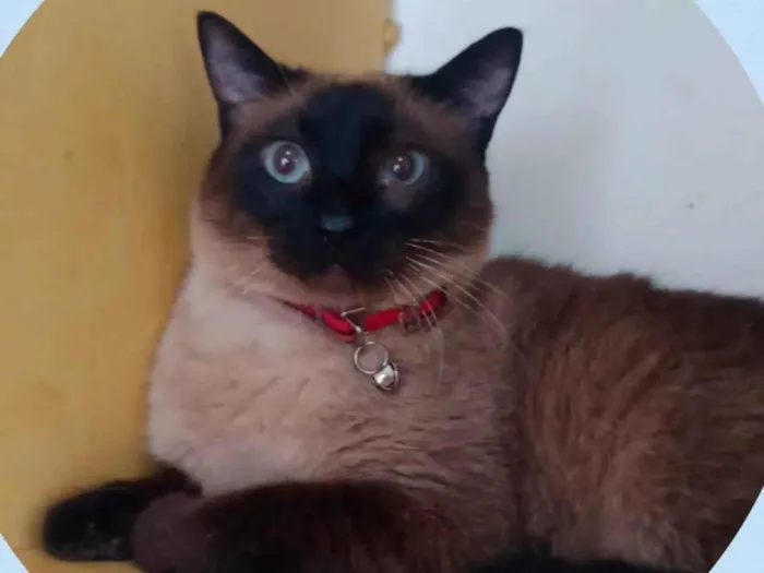 Gato ra a Siames  idade 3 anos nome Samuel