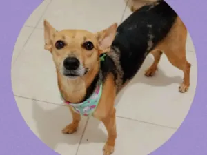 Cachorro raça  idade 1 ano nome Raposinha