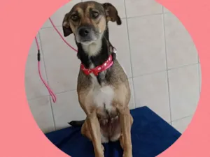 Cachorro raça  idade 4 anos nome Tita