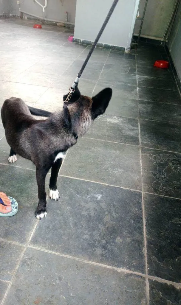 Cachorro ra a Husky Siberiano + Raça desconhecida  idade 7 a 11 meses nome Laila 