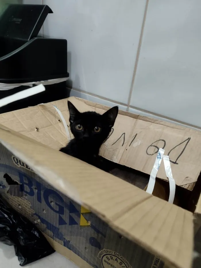 Gato ra a SRD-ViraLata idade 2 a 6 meses nome Gatinhos resgatados 