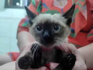 Gato raça SRD-ViraLata idade 2 a 6 meses nome Gatinhos resgatados 