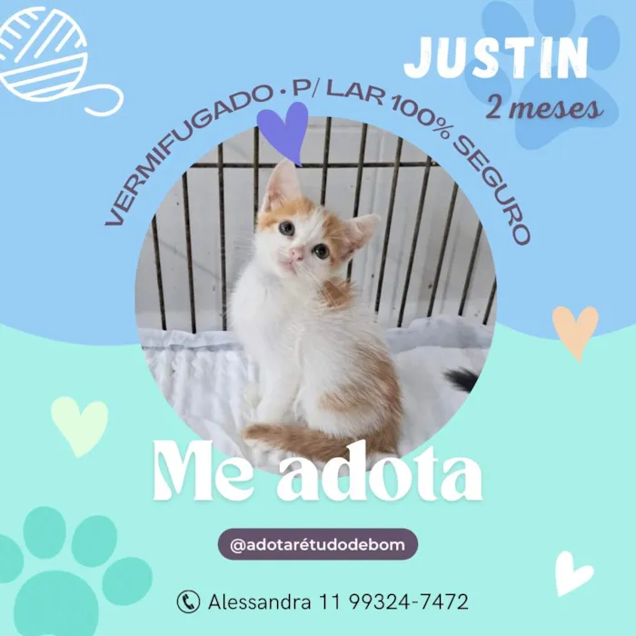 Gato ra a SRD-ViraLata idade Abaixo de 2 meses nome Justin
