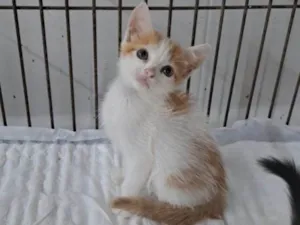Gato raça SRD-ViraLata idade Abaixo de 2 meses nome Justin