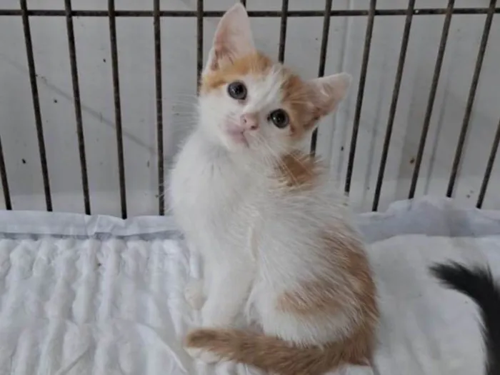 Gato ra a SRD-ViraLata idade Abaixo de 2 meses nome Justin