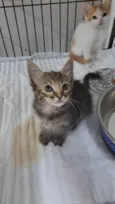 Capitu