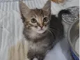 Capitu