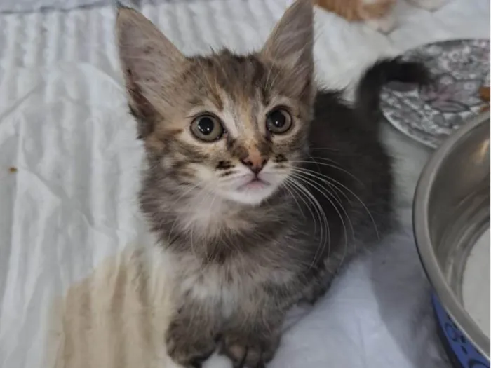 Gato ra a SRD-ViraLata idade Abaixo de 2 meses nome Capitu