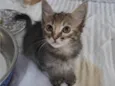 Capitu