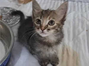 Gato raça SRD-ViraLata idade Abaixo de 2 meses nome Capitu