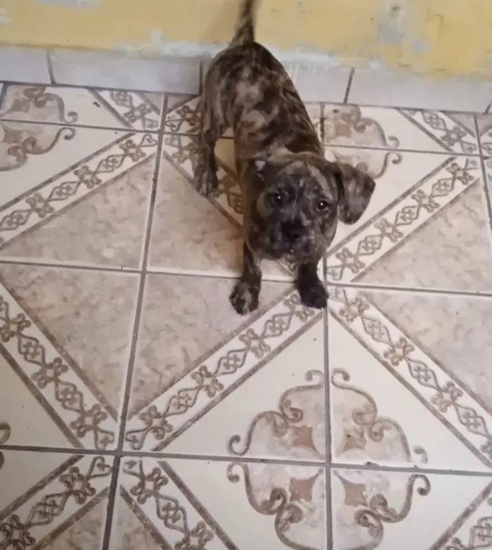 Cachorro ra a SRD-ViraLata idade 2 a 6 meses nome Não tem 