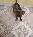 Não tem