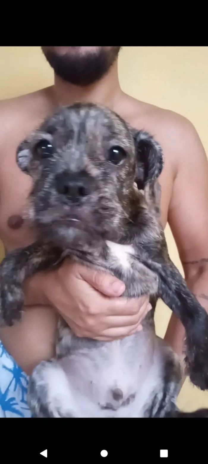 Cachorro ra a SRD-ViraLata idade 2 a 6 meses nome Não tem 