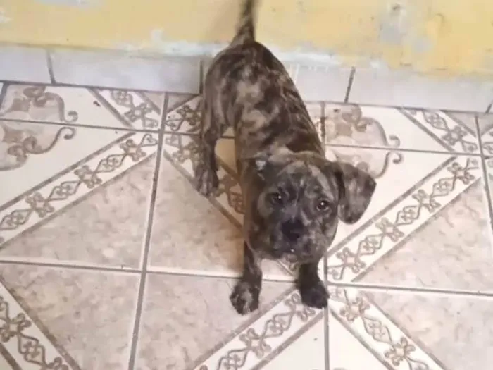 Cachorro ra a SRD-ViraLata idade 2 a 6 meses nome Não tem 