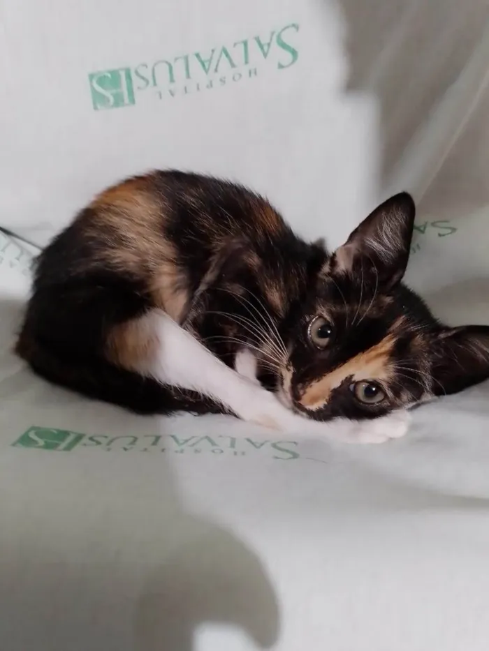 Gato ra a SRD-ViraLata idade Abaixo de 2 meses nome Pucca