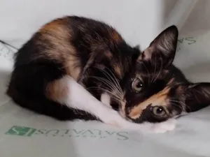 Gato raça SRD-ViraLata idade Abaixo de 2 meses nome Pucca