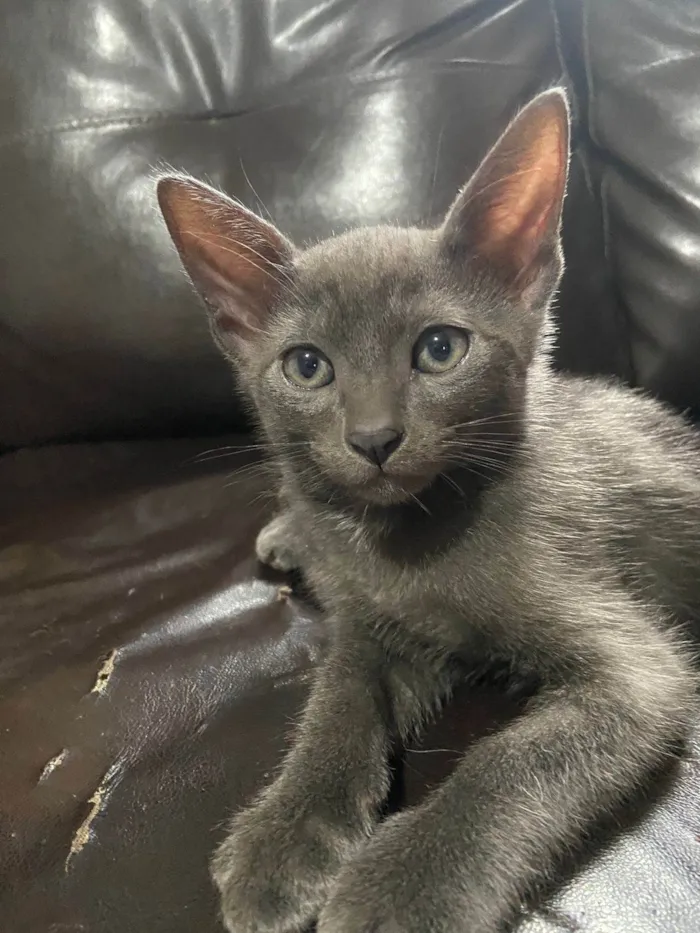 Gato ra a SRD-ViraLata idade 2 a 6 meses nome Zion