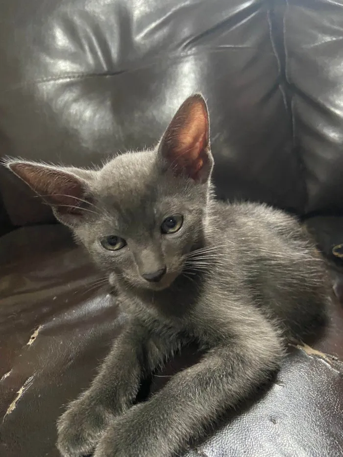 Gato ra a SRD-ViraLata idade 2 a 6 meses nome Zion