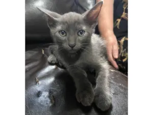 Gato raça SRD-ViraLata idade 2 a 6 meses nome Zion