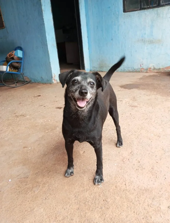 Cachorro ra a SRD-ViraLata idade 5 anos nome Meg