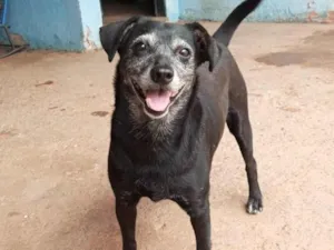 Cachorro raça SRD-ViraLata idade 5 anos nome Meg