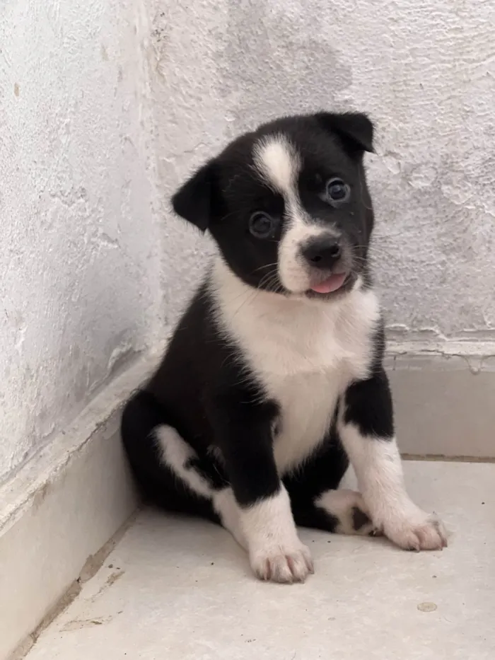 Cachorro ra a Mãe Akita / Pai Desconhecido idade Abaixo de 2 meses nome Filhote