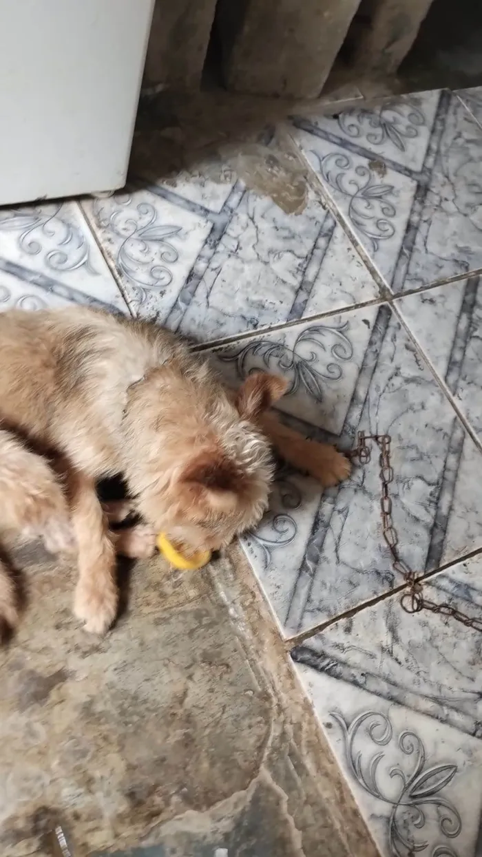 Cachorro ra a SRD-ViraLata idade 2 anos nome Spyke