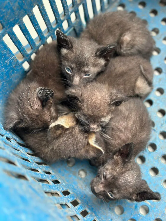 Gato ra a SRD-ViraLata idade Abaixo de 2 meses nome NÃO TEM NOME